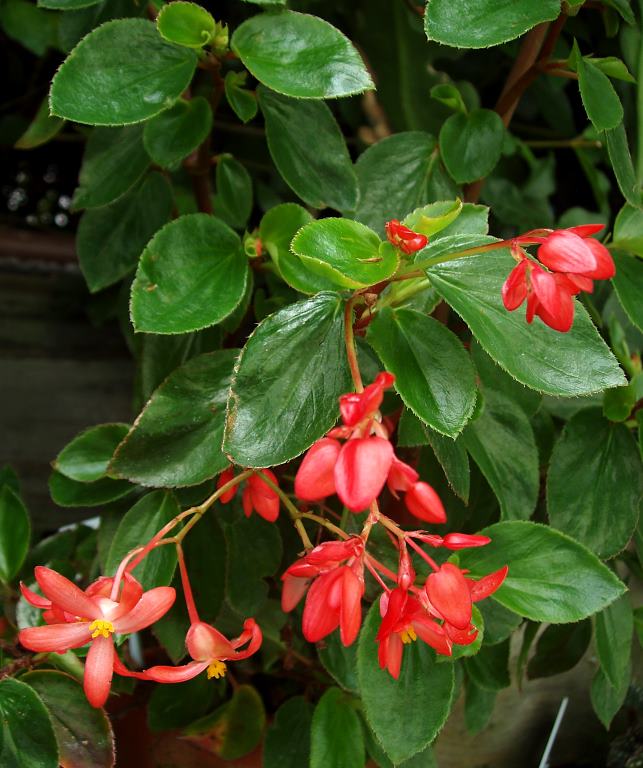 B. ‘Corbeille de Feu’